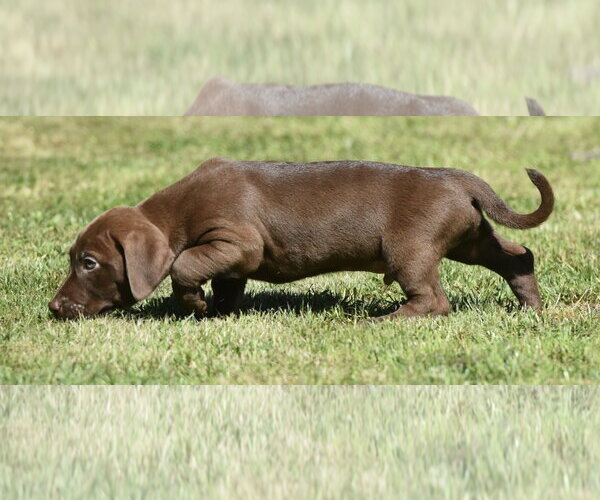 Medium Photo #7 Dachsador Puppy For Sale in Mechanicsburg, PA, USA
