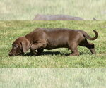Small #6 Dachsador
