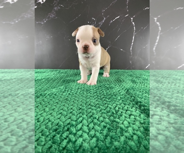 Medium Photo #32 Boston Terrier Puppy For Sale in TULARE, CA, USA