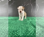 Small Photo #139 Boston Terrier Puppy For Sale in TULARE, CA, USA