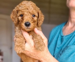 Poodle (Standard) Puppy for sale in WAGENER, SC, USA