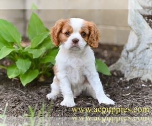 Cavalier King Charles Spaniel Puppy for sale in MILLERSBURG, OH, USA