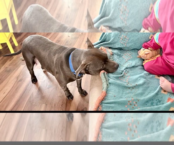 Medium Photo #4 American Pit Bull Terrier-Unknown Mix Puppy For Sale in Germantown, OH, USA