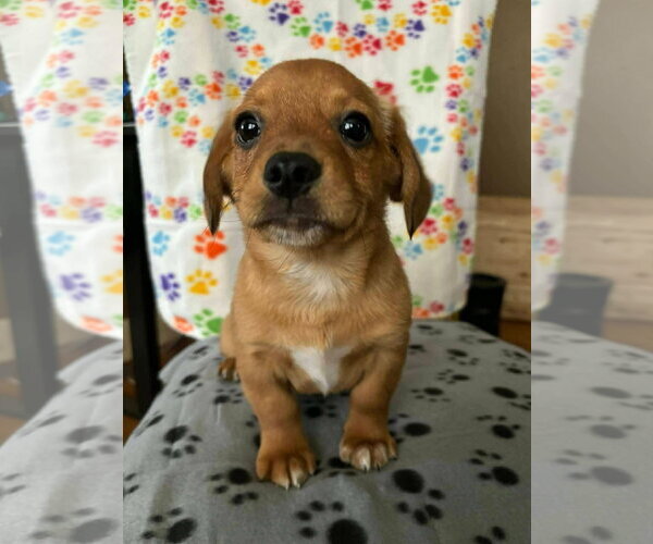 Medium Photo #4 Dachshund-Unknown Mix Puppy For Sale in New London, WI, USA