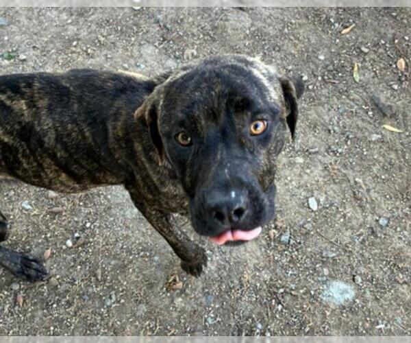 Medium Photo #1 Mutt Puppy For Sale in Martinez, CA, USA