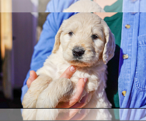 English Cream Golden Retriever-Poodle (Standard) Mix Puppy for sale in INMAN, SC, USA