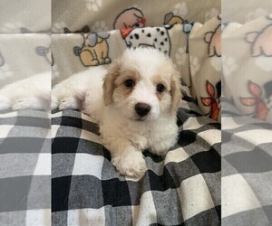 Cavachon Puppy for sale in MANALAPAN, NJ, USA