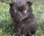 Small Photo #3 Pomeranian Puppy For Sale in ODON, IN, USA