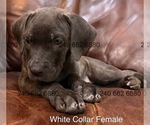 Puppy White Collar F Cane Corso