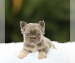 Small #7 French Bulldog