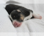 Small Photo #1 Australian Shepherd Puppy For Sale in CAPE CORAL, FL, USA