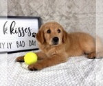 Small #3 Golden Retriever