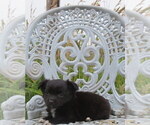 Small #21 Chihuahua