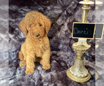 Small Photo #1 Goldendoodle Puppy For Sale in HOUSTON, TX, USA
