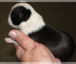 Small #2 Boston Terrier