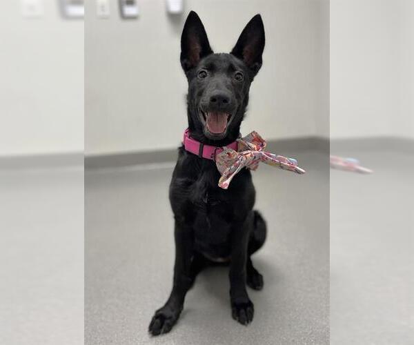 Medium Photo #1 German Shepherd Dog Puppy For Sale in San Francisco, CA, USA