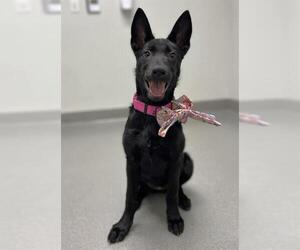 German Shepherd Dog Dogs for adoption in San Francisco, CA, USA