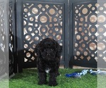 Small #1 Poodle (Miniature)