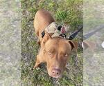 Small #2 American Pit Bull Terrier