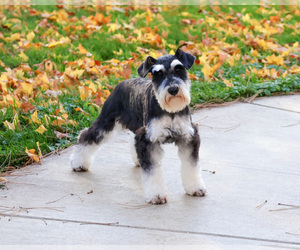 Mother of the Schnauzer (Miniature) puppies born on 11/14/2025