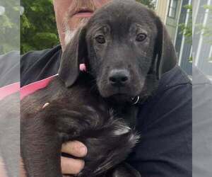 Mutt Dogs for adoption in Mount Laurel, NJ, USA