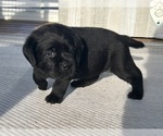 Puppy Magothy Labrador Retriever