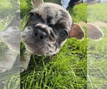 Small Photo #4 French Bulldog Puppy For Sale in MIDDLEBURY, IN, USA