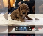 Puppy Glory Goldendoodle