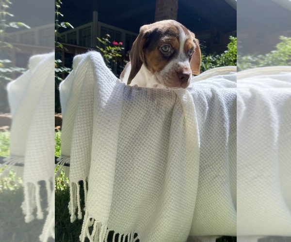 Medium Photo #6 Beagle Puppy For Sale in CONROE, TX, USA