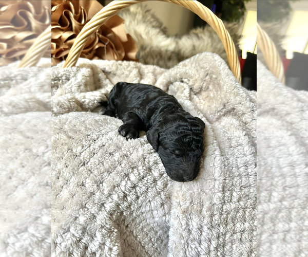 Medium Photo #1 Poodle (Standard) Puppy For Sale in LITHONIA, GA, USA