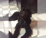 Small Photo #2 Schnoodle (Giant) Puppy For Sale in FORNEY, TX, USA