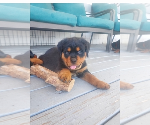 Medium Photo #2 Rottweiler Puppy For Sale in FALCON, CO, USA