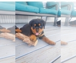 Small #1 Rottweiler