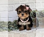 Small #14 Morkie