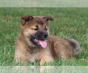 Australian Shepherd-Shiba Inu Mix Puppy for sale in SHILOH, OH, USA