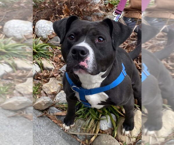 Medium Photo #9 American Pit Bull Terrier-Labrador Retriever Mix Puppy For Sale in Fairfax, VA, USA