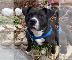 Cindy Lu *Adopt or Foster* - Female Labrador Retriever-Unknown Mix Dog for Adoption - Photo #9