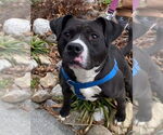 Small #8 American Pit Bull Terrier-Labrador Retriever Mix