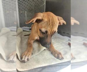 Boxer Dogs for adoption in Bakersfield, CA, USA