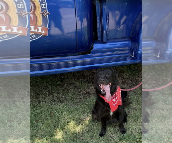 Medium Photo #3 Chow Chow-Retriever  Mix Puppy For Sale in Euless, TX, USA