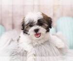 Small Photo #5 Mal-Shi-Unknown Mix Puppy For Sale in FULLERTON, CA, USA
