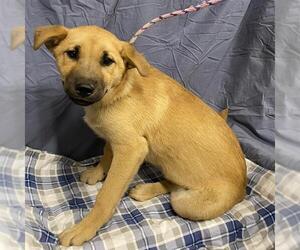 German Shepherd Dog Dogs for adoption in Modesto, CA, USA