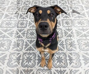 Doberman Pinscher-Unknown Mix Dogs for adoption in Katy, TX, USA