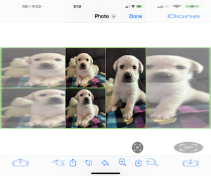 Medium Labrador Retriever