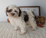 Small Photo #99 ShihPoo Puppy For Sale in GOSHEN, IN, USA