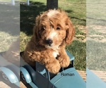Small Photo #4 Goldendoodle (Miniature) Puppy For Sale in GOSHEN, IN, USA