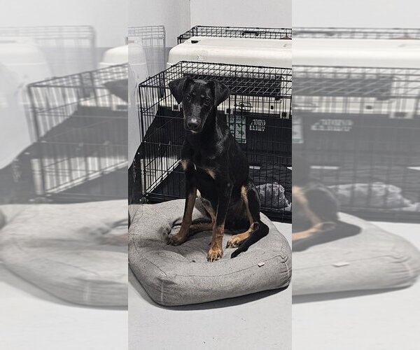 Medium Photo #6 Doberman Pinscher Puppy For Sale in Studio City, CA, USA