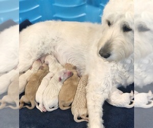 Mother of the Goldendoodle puppies born on 05/11/2019