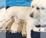 Small Photo #1 Goldendoodle Puppy For Sale in CANTON, GA, USA
