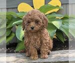 Small Cavapoo (Miniature)
